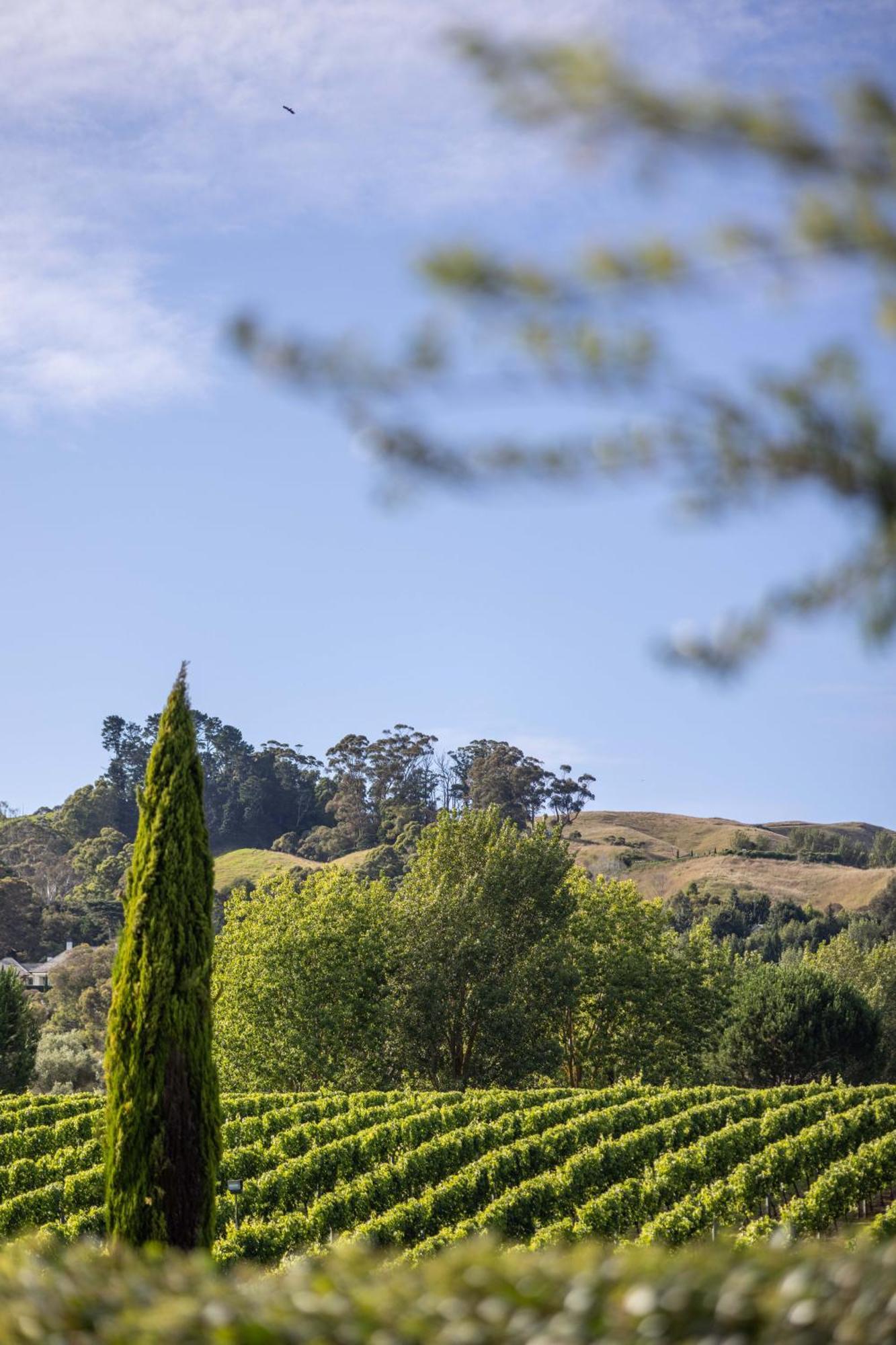 305 In The Vines Villa Havelock North Eksteriør billede